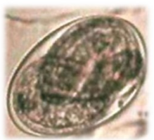 <p>Identify</p>