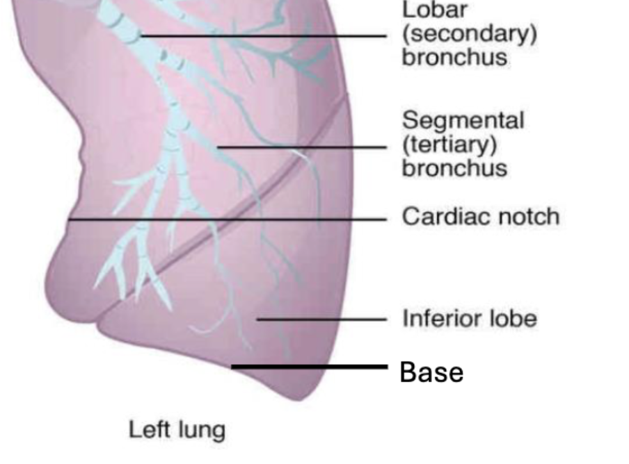 <p>an indentation on the surface of the left lung that allows space for the heart</p>