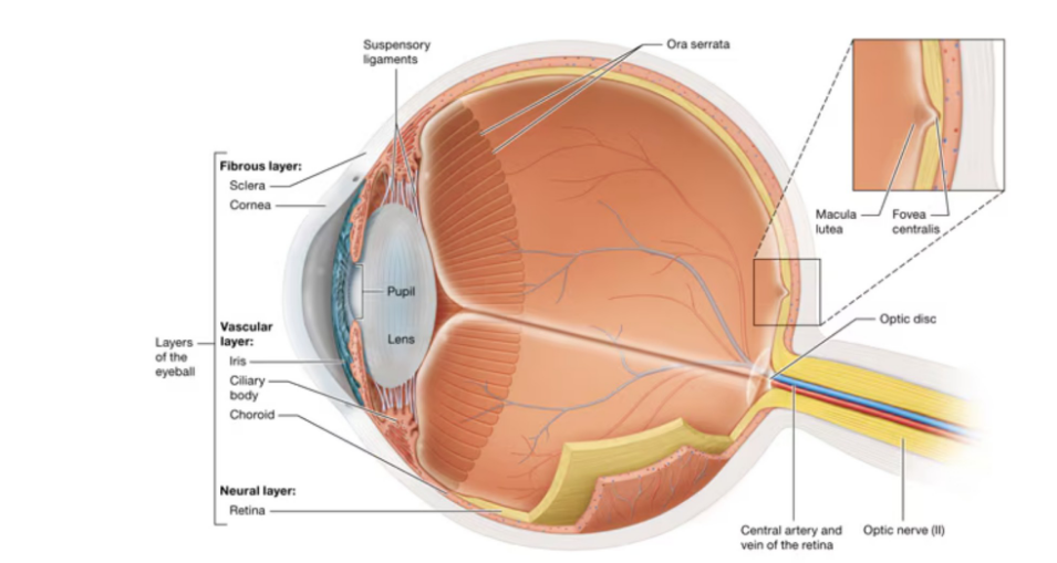 <p>Three Layers of the eye and which structures are found in which </p>