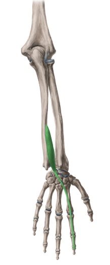 <p>extensor indicis</p>