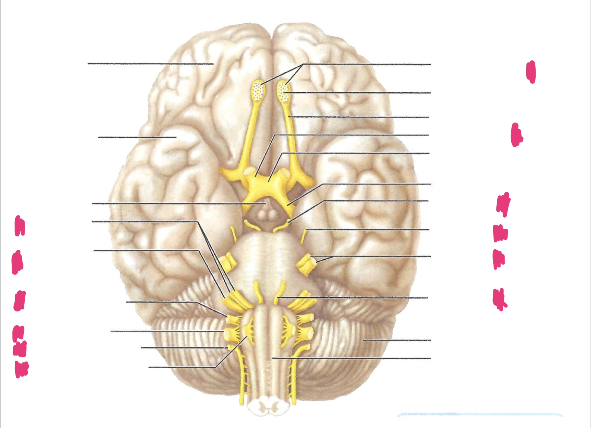 <p><a target="_blank" rel="noopener noreferrer nofollow" class="link" href="https://assets.knowt.com/user-attachments/f1f9afb7-0359-4b4b-b755-62d396621c06.jpg" data-prevent-progress="true">https://assets.knowt.com/user-attachments/f1f9afb7-0359-4b4b-b755-62d396621c06.jpg</a></p>