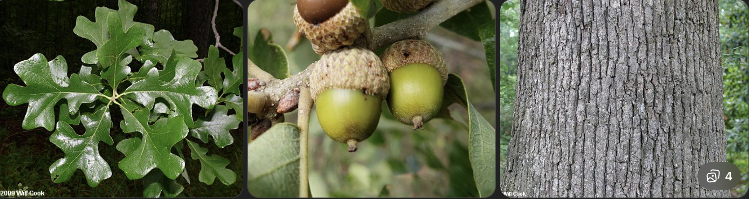 <p>Identify this tree</p>