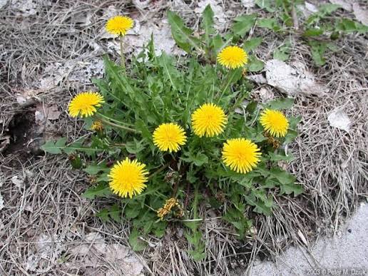 <p>seeds without pollination,<em> early-successional (pioneer)</em></p>