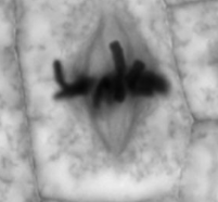 <p>what  is this plant cell going through?  </p>