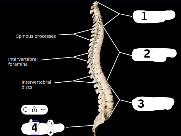 <p>What is 4?</p>