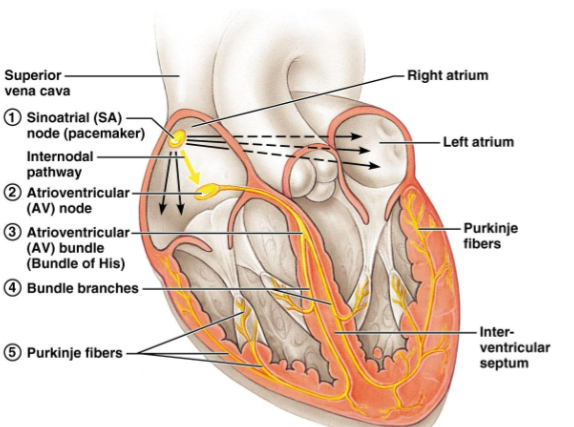 <p>“leading”</p><p>low contractility, no stable RMP = reach TH sans neuronal stimulus</p><p>located in: SA node, internodal bundles, AV node, bundle of His, bundle branches + purkinje fibers</p>