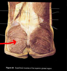 <p>extend flexed femur at hip joint,</p><p>lateral stabilizer of hip and knee,</p><p>laterally rotates thigh,</p><p>abducts thigh</p>