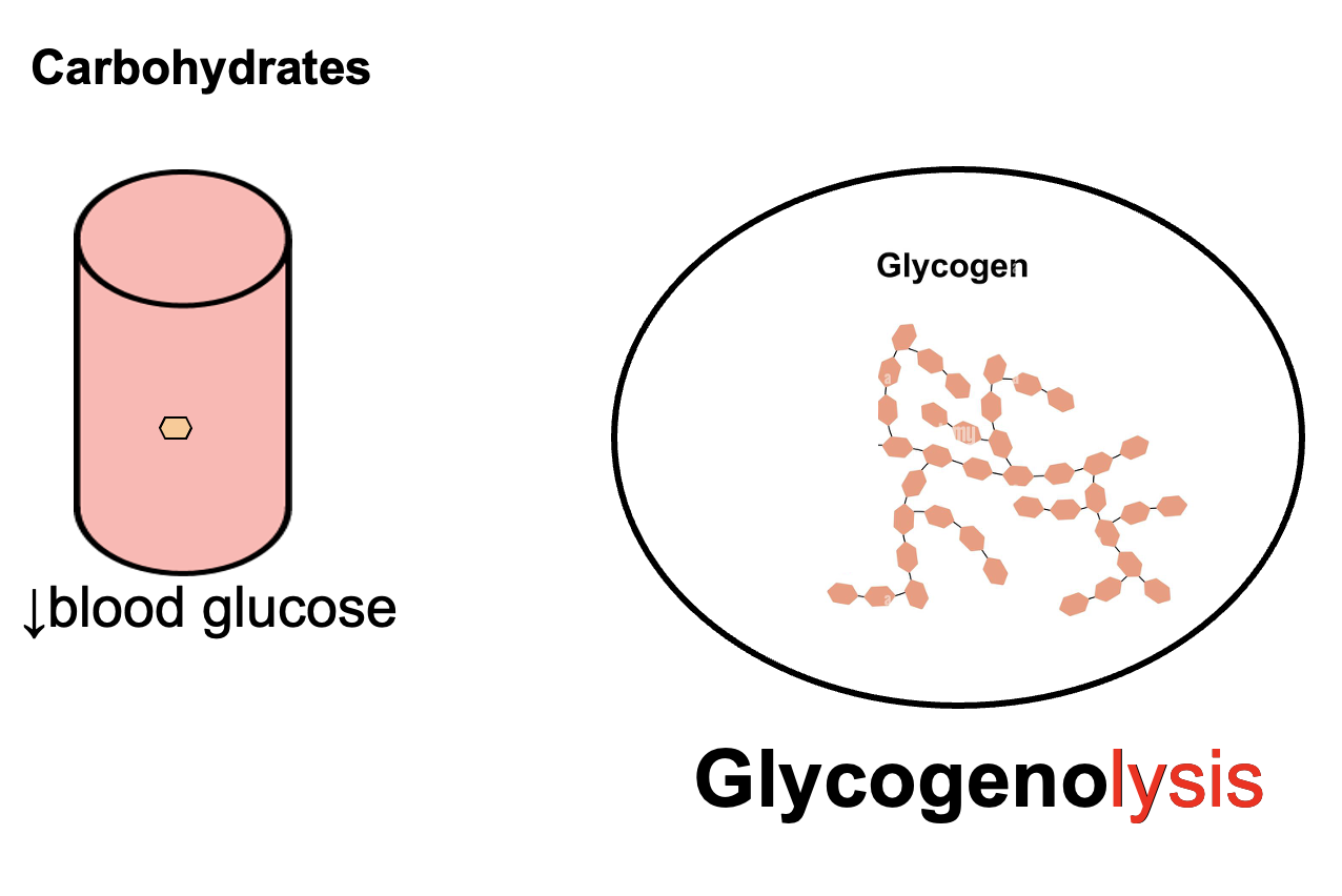 <p><strong>Glycogenolysis</strong> is the <strong>catabolic breakdown of glycogen into glucose</strong>, primarily in the <strong>liver and skeletal muscle</strong>, which helps <strong>increase blood glucose levels</strong>.</p>