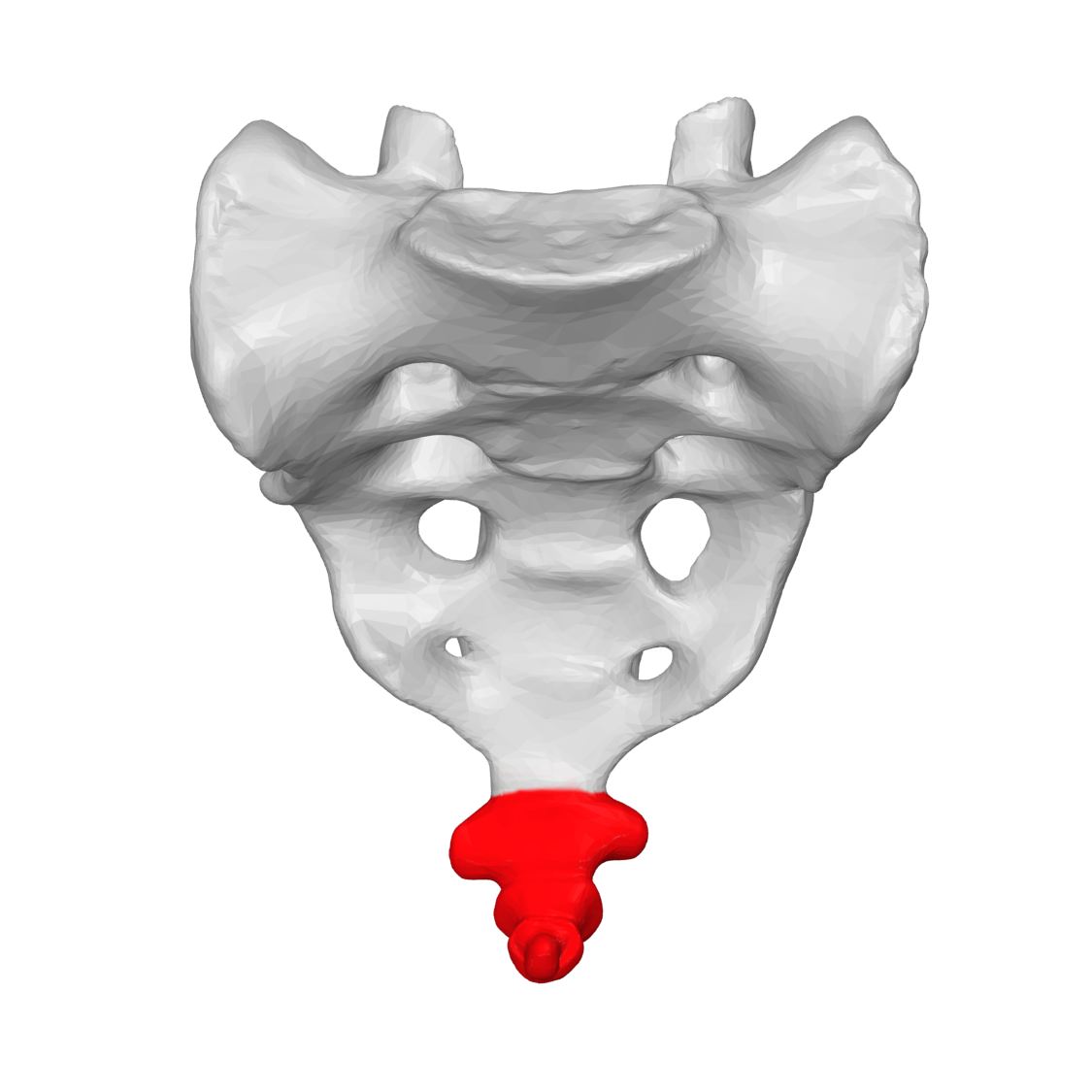 <p>three or four fused vertebrae forming one small, triangular bone, “tailbone”</p>