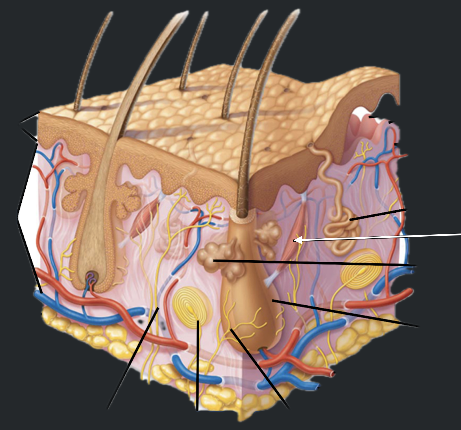 term image