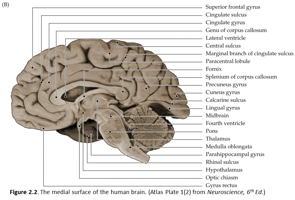 <p><span>The ___________ of the brain, viewed via a midsagittal cut, </span><strong><mark data-color="rgba(0, 0, 0, 0)" style="background-color: rgba(0, 0, 0, 0); color: inherit;">reveals inner structures connecting the two hemispheres and controlling vital functions</mark></strong></p>