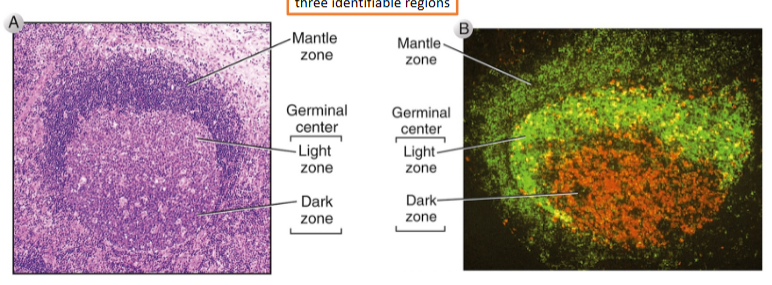<ul><li><p><span style="background-color: transparent;">Mantle zone</span></p></li><li><p><span style="background-color: transparent;">Germinal center</span></p><ul><li><p><span style="background-color: transparent;">Light zone</span></p></li><li><p><span style="background-color: transparent;">Dark zone</span></p></li></ul></li></ul><p></p>