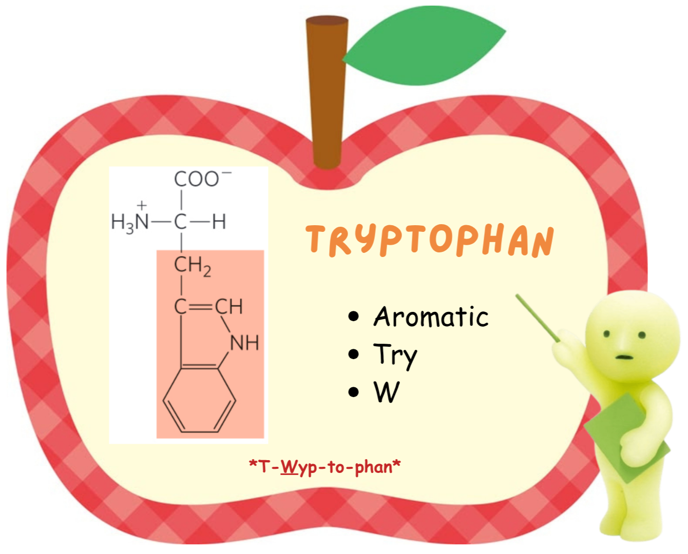 <ul><li><p>Tryptophan</p></li><li><p>aromatic</p></li><li><p>Try</p></li><li><p>W</p></li></ul><p></p>