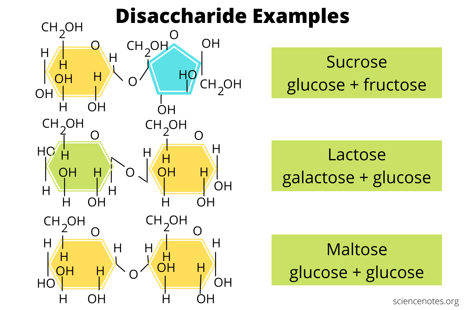 <ul><li><p>Sucrose</p></li><li><p>Lactose</p></li><li><p>Maltose</p></li><li><p>A carbohydrate molecule formed when two monosaccharide monomers join together through a covalent (glycosidic) bond</p></li><li><p>Form via dehydration synthesis</p></li></ul><p></p>