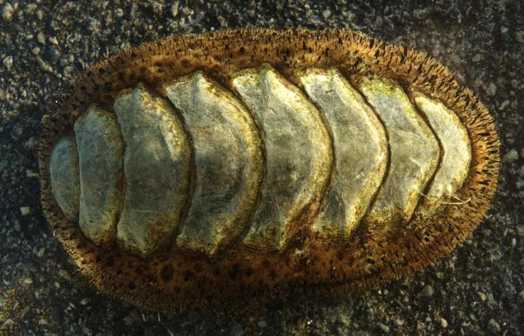 <p>Mossy Chiton</p>