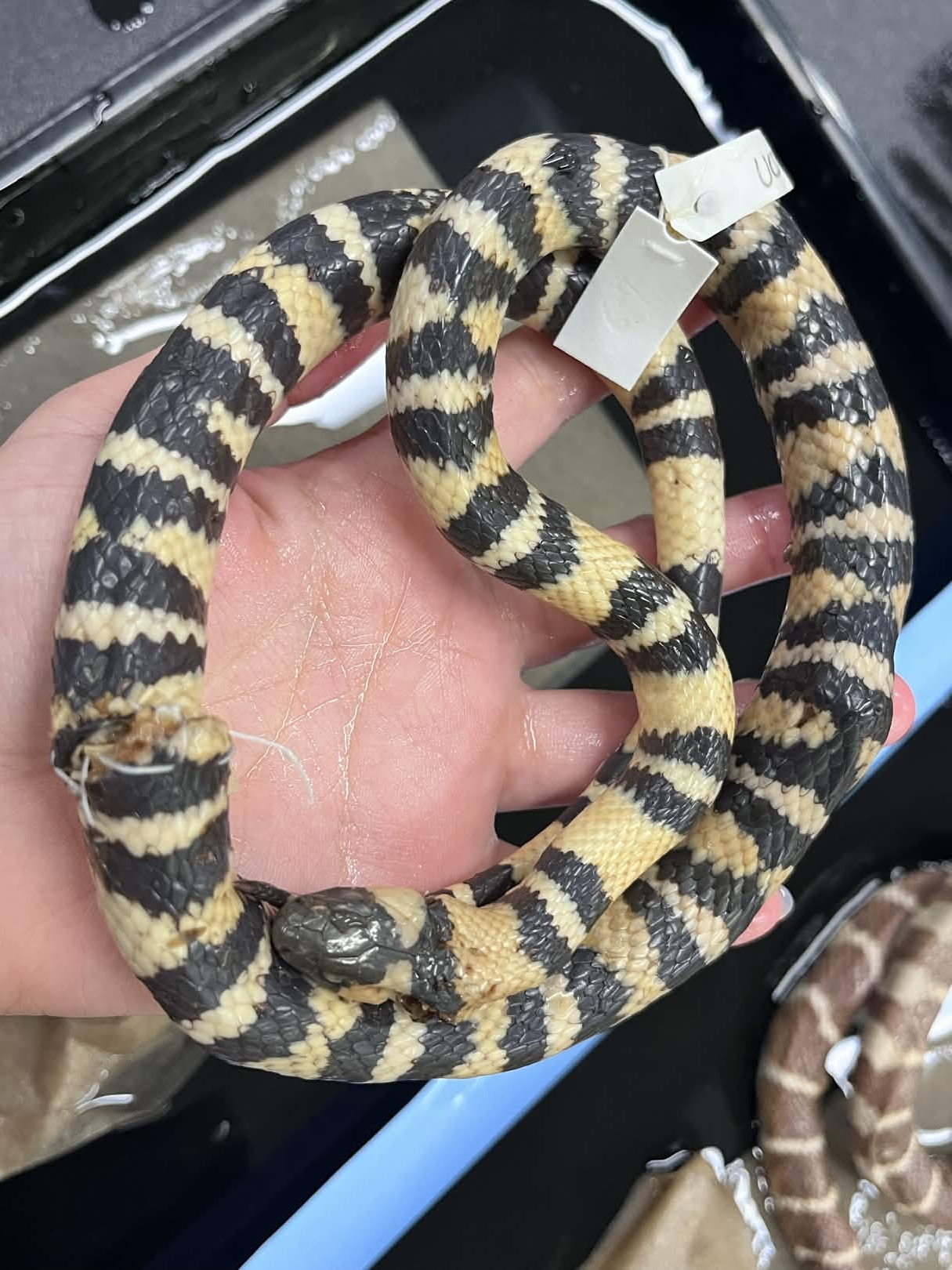 <p>Infraorder + Superfamily + Family + Scientific name?<br>- red in middle of black</p>