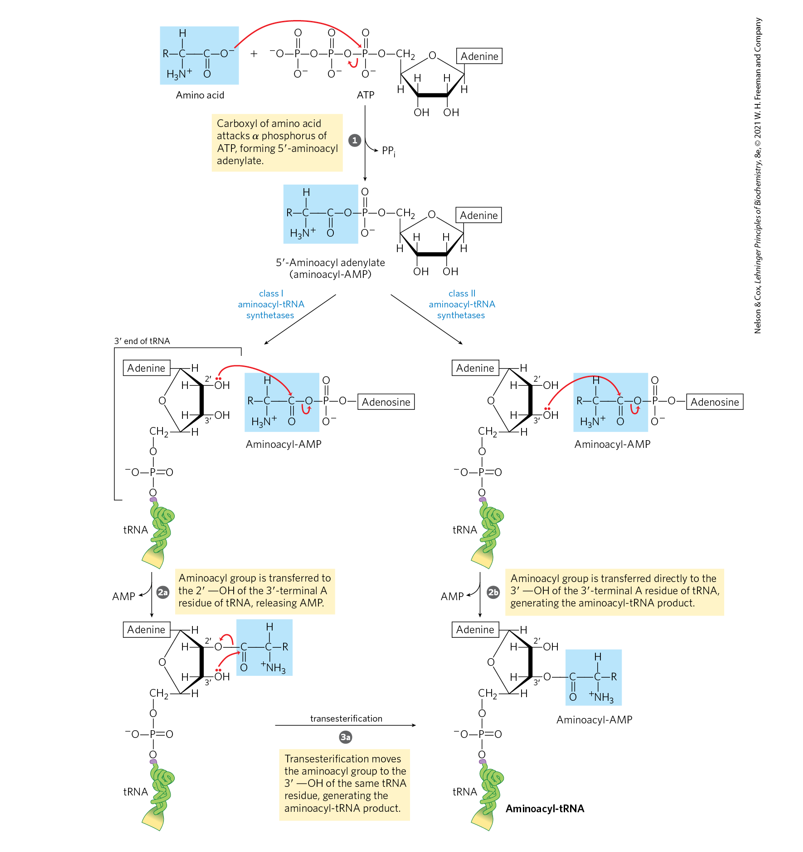 <p>Name the class of enzyme that loads amino acids</p><p>onto tRNAs.</p><p>b. Name the linkage that is broken in ATP (refer to Fig.</p><p>1-14, p. 12)?</p><p>c. Name the linkage that is formed in the activated</p><p>intermediate which is then broken in the final stage</p><p>of the reaction (refer to Fig. 1-14, p. 12)?</p><p>d. Name the linkage that is ultimately formed between the</p><p>amino acid and the tRNA (refer to Fig. 1-14, p. 12)?</p><p>e. What is the other product of this series of reactions?</p><p>What happens to this product (p. 1020)?</p>