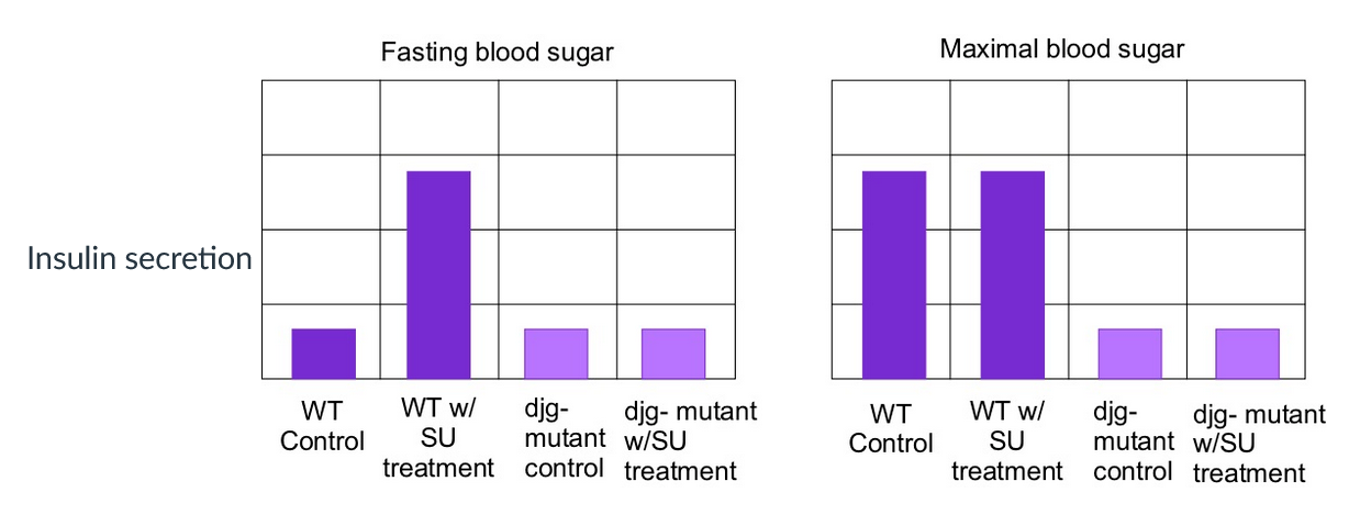 <p><span>Insulin secretion of wild type and djg- (loss of function) mutant Beta cells with and without SU treatment</span></p><p></p><p>Given the data provided in the graphs, and the added information that djg- and wild type cells do not differ in their responses to fructose added to the media,&nbsp; it is possible* that SU is&nbsp;an inhibitor of ligand gated potassium channel activity and DJG is a depolarization gated calcium channel.</p><p>*Assume these are channels we discussed in class.</p>