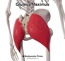 <p>gluteus maximus muscles </p>