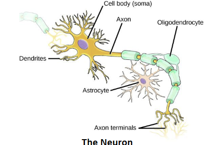 <p><span style="background-color: transparent;"><strong>Cell body </strong>- large structure with a central nucleus</span></p><p><span style="background-color: transparent;"><strong>Dendrites</strong> - projections from the cell body; specialized in receiving input</span></p><p><span style="background-color: transparent;"><strong>Axon</strong> - projection from the cell body; specialized in transmitting</span></p><p><span style="background-color: transparent;">Impulses</span></p><p><span style="background-color: transparent;"><strong>Astrocyte</strong> - regulate the chemical environment of the nerve cell</span></p><p><span style="background-color: transparent;"><strong>Oligodendrocyte</strong> - insulate the axon so the electrical nerve impulse is transferred more efficiently</span></p><p><span style="background-color: transparent;"><strong>Axon terminals - </strong>endings of axons through which axons make synaptic contacts with other nerve cells</span></p>