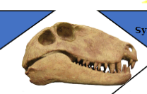 <p>“mammal-like” reptiles</p><ul><li><p>branched from reptile lineage in Paleozoic era </p></li><li><p>cotylosaurs - stem reptiles</p></li><li><p>hole in the head ; temporal fenestra</p></li></ul><p></p><p></p>