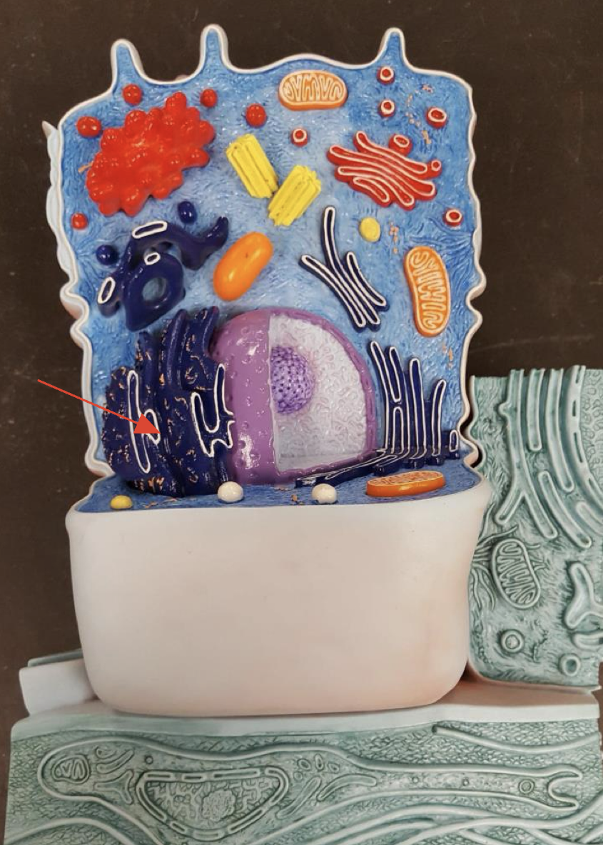 <p>Rough endoplasmic reticulum </p>