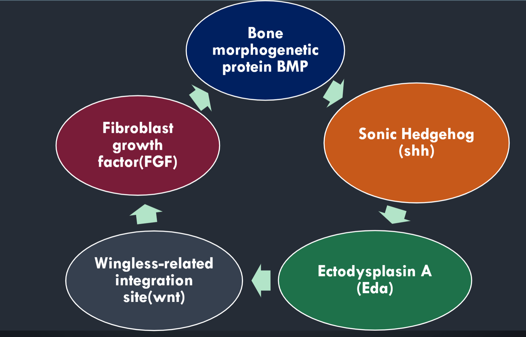 <p>1) Bone morphogenetic protein BMP</p><p>2) Sonic Hedgehog (shh)</p><p>3) Ectodysplasin A (Eda)</p><p>4) Wingless-related integration site(wnt)</p><p>5) Fibroblast growth factor(FGF)</p>
