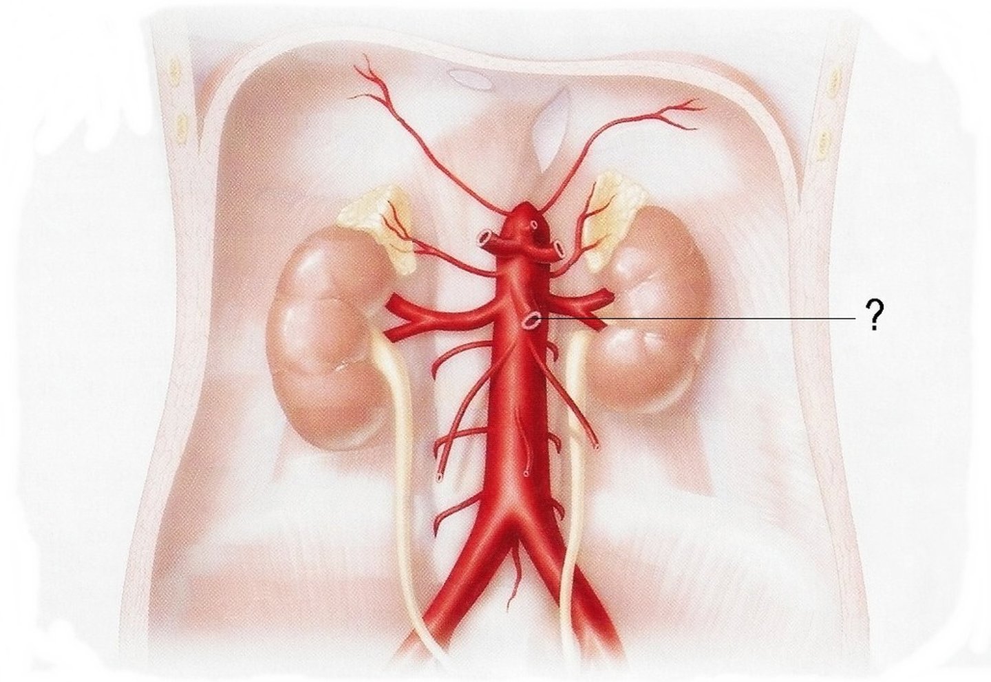 <p>branch off abdominal aorta, blood supply to midgut</p><p>branches: colic branches to jejunum and ileum, 1 branch to duodenum (distal to bile duct)</p>