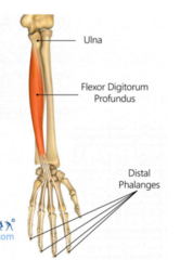 <p>Radius, ulna, and adjacent interosseous membrane</p>