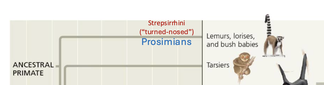 <p>STREPSIRRHINES</p>