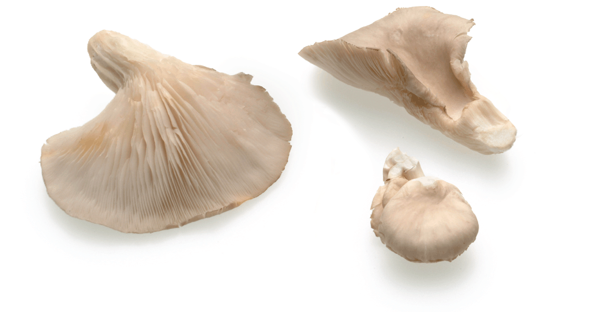 <p>Oyster mushmrooms / Cogumelos-ostra</p>