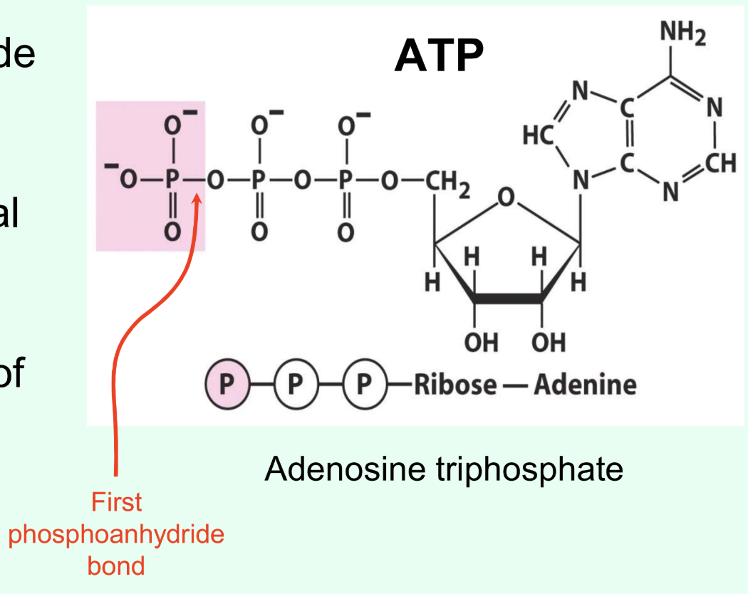 <p>Why is ATP used as cellular energy currency?</p>