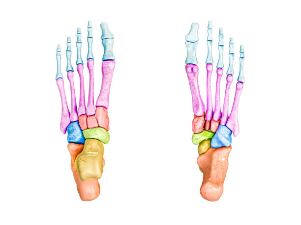 <p>Identify the bone in green (inferior/superior views)</p>