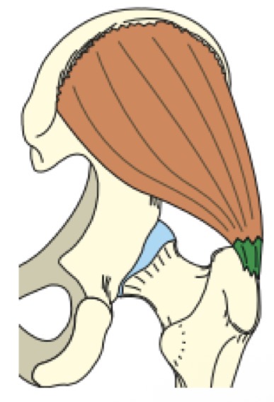 <p>FAUX : sur la face latérale du grand trochanter et il s’insère sur la face glutéale de l’os coxal entre les lignes glutéales antérieure et postérieur</p>