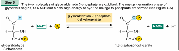 <p>De H die gebonden is op de C van het aldehyde gaat weg en in zijn plaats kom er nog een P, dit is mogelijk door het glyceraldehyde-3-fosfaat dehydrogenase dat samenwerkt met NAD</p>