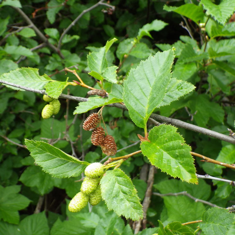 <p>Green Alder</p>