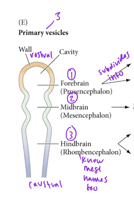 <p>3 (rostral to caudal)</p><ul><li><p>forebrain/prosencephalon</p></li><li><p>midbrain/mesencephalon</p></li><li><p>hindbrain/rhombencephalon</p></li></ul><p></p>