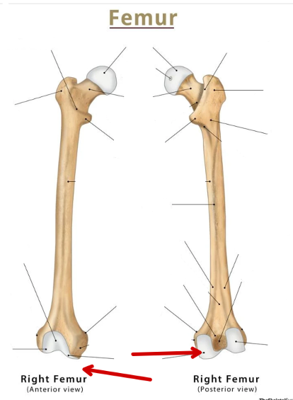 <p>Femur</p>