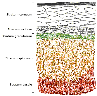 <p>Cell division ends, keratin production increases, cells dehydrate &amp; die</p>