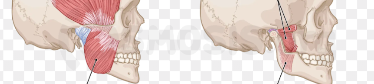 <p>What are the 4 muscles of mastication?</p>