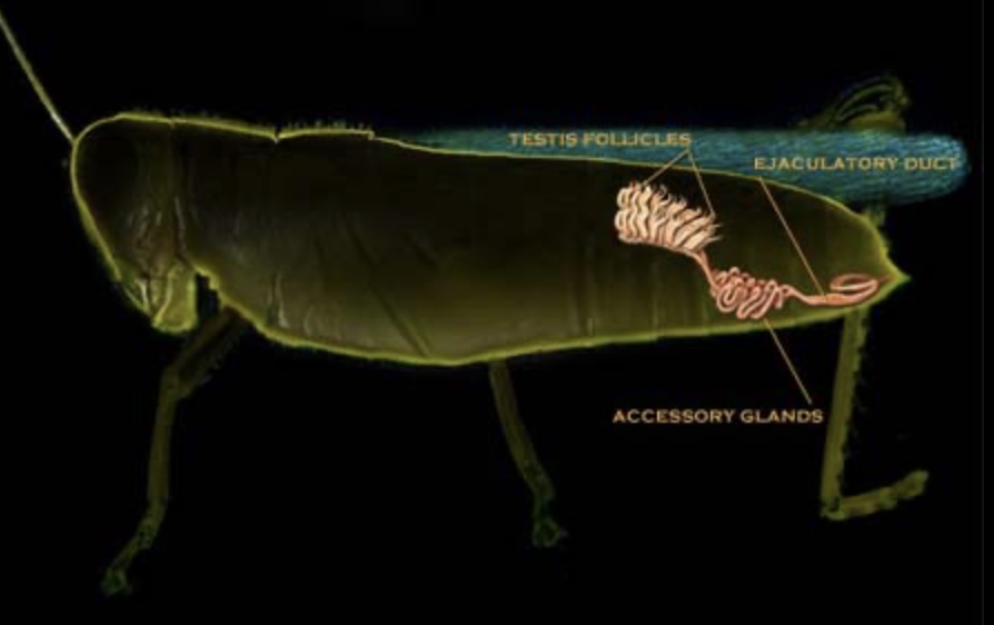 <p>Accessory glands</p>