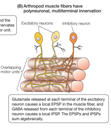 <p>• Each muscle innervated by 1 – 10 motor neuron dendrites </p><p>• Each muscle fiber is innervated by many motor neurons </p><p>• Motor units overlap </p><p>• Each muscle fiber can be innervated by both excitatory and inhibitory motor neurons, allowing for peripheral inhibition </p><p>• Excitatory neurotransmitter is glutamate &amp; inhibitory neurotransmitter is GABA (gamma-aminobutyric acid)</p>