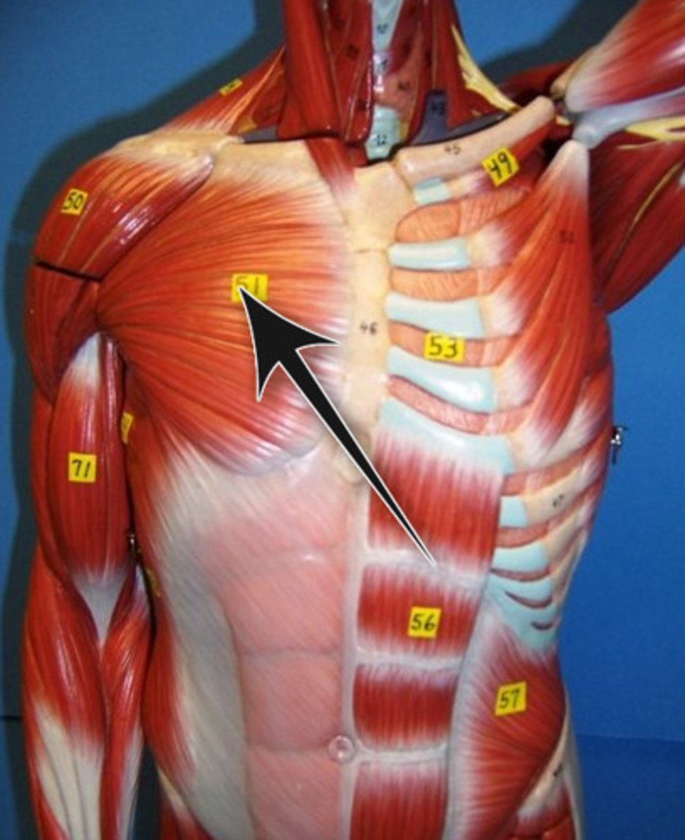 <p>Action - adducts and medially rotates the arm; flexes and extends humerus</p><p>Origins - head of clavicle, sternum, costal cartilages of ribs 2-6.</p><p>Insertion - greater tubercle of humerus</p>