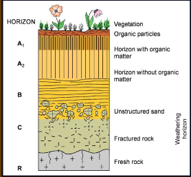 <p>uppermost level of soil profile. Dark colored zone or organic accumulation that is decaying and mixing with mineral soil. Prone to leaching</p>