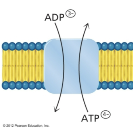 <p>An antiporter for ATP and ADP located on the inner mitochondrial membrane that exports newly synthesized ATP produced in the mitochondrial matrix for use in the intermembrane space and imports ADP produced in the cytosol for use in the mitochondrial matrix</p>