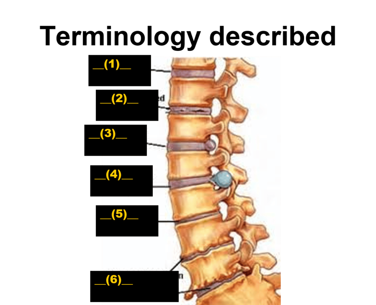 <p>flat, round, plate-like structure</p>