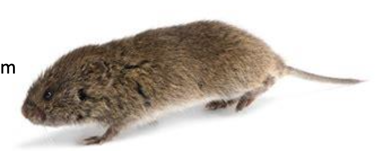 <p>Meadow vole </p>