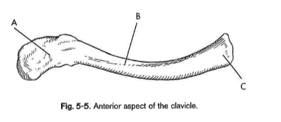 <p>B</p>