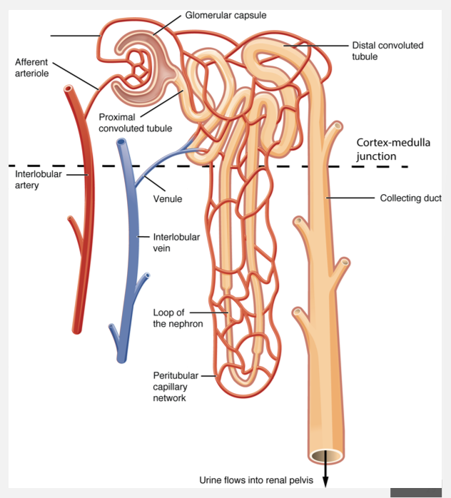 <p>Principal and intercalated cells can be found where?</p><p>A: Renal corpuscles</p><p>B: Proximal convoluted tubules</p><p>C: Distal convoluted tubules</p><p>D: Collecting tubules and collecting ducts</p>