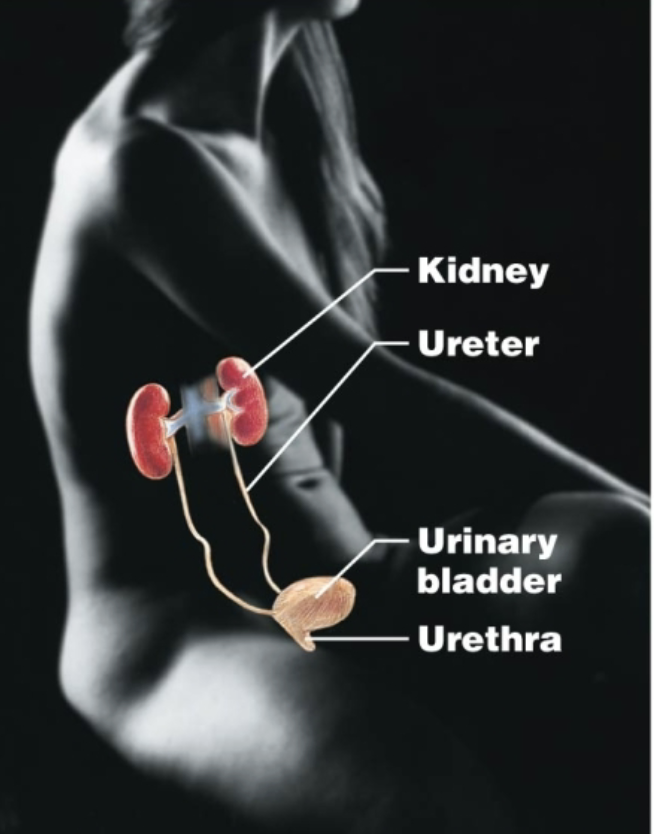 <p>Kidneys, ureter, urinary bladder, urethra<br>Removes nitrogenous waste and regulates water and electrolyte balance</p>